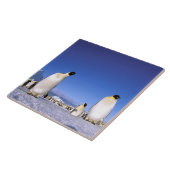 Pinguin | Antarktis, Antarktische Halbinsel Fliese (Seite)
