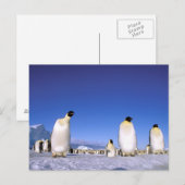 Pinguin | Antarktis, Antarktische Halbinsel Postkarte (Vorne/Hinten)