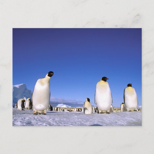 Pinguin | Antarktis, Antarktische Halbinsel Postkarte (Vorderseite)