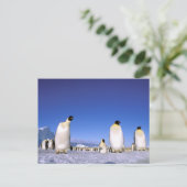 Pinguin | Antarktis, Antarktische Halbinsel Postkarte (Stehend Vorderseite)
