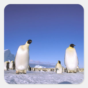 Pinguin   Antarktis, Antarktische Halbinsel Quadratischer Aufkleber