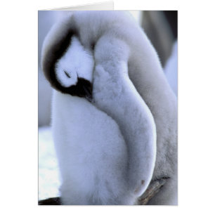 Pinguin Antarktische Halbinsel, Weddellmeer