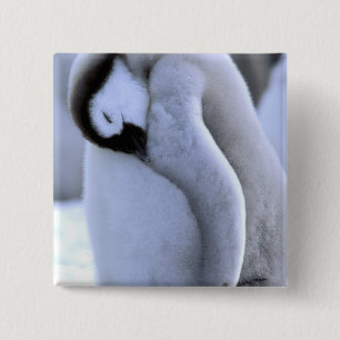Pinguin Antarktische Halbinsel, Weddellmeer Button