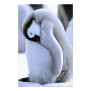 Pinguin   Antarktische Halbinsel, Weddellmeer Fotodruck