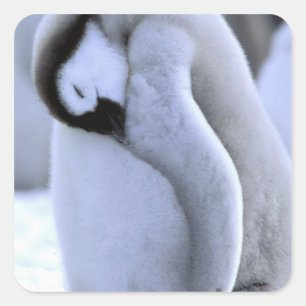 Pinguin Antarktische Halbinsel, Weddellmeer Quadratischer Aufkleber