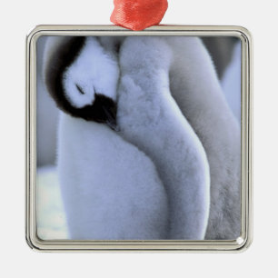 Pinguin   Antarktische Halbinsel, Weddellmeer Silbernes Ornament