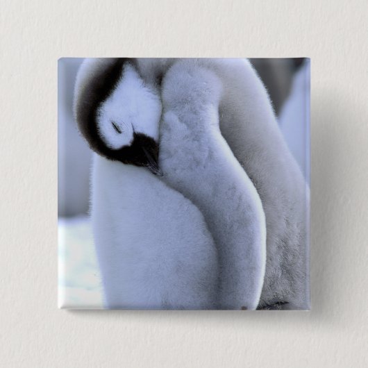 Pinguin | Antarktische Halbinsel, Weddellsee Button (Vorderseite)
