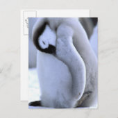 Pinguin | Antarktische Halbinsel, Weddellsee Postkarte (Vorne/Hinten)