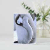 Pinguin | Antarktische Halbinsel, Weddellsee Postkarte (Stehend Vorderseite)