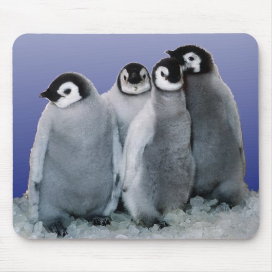 Pinguin-Babys Mousepad (Vorne)