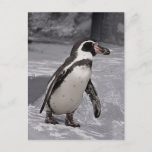 Pinguin beim Spazieren Postkarte
