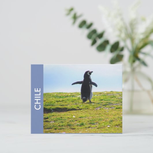 Pinguin Chile Postcard Postkarte (Stehend Vorderseite)