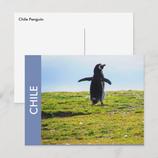 Pinguin Chile Postcard Postkarte (Vorne/Hinten)