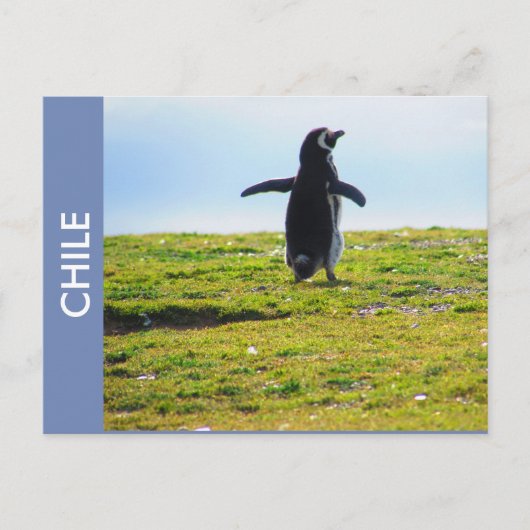 Pinguin Chile Postcard Postkarte (Vorderseite)