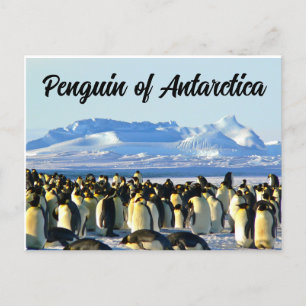 Pinguin der Antarktis Postkarte