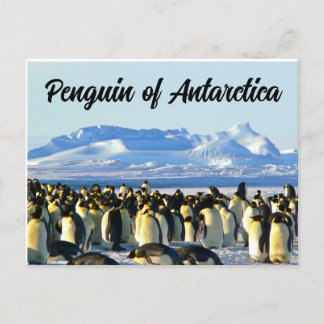 Pinguin der Antarktis Postkarte