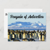 Pinguin der Antarktis Postkarte (Vorne/Hinten)