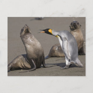 Pinguin erzählt Antarktika, South Georgia Island Postkarte