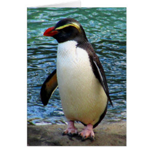 Pinguin fiordland