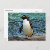 Pinguin fiordland postkarte (Vorne/Hinten)