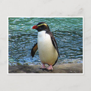 Pinguin fiordland postkarte