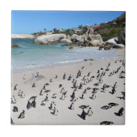 Pinguin-Flussstein-Strand | Südafrika