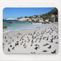 Pinguin-Flussstein-Strand | Südafrika