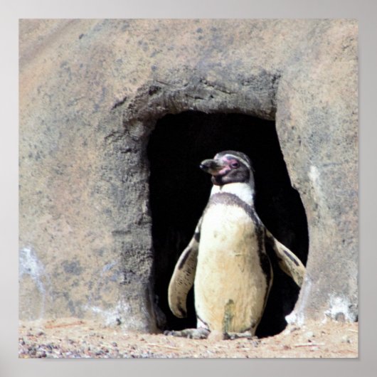 Pinguin-Foto Poster (Vorne)