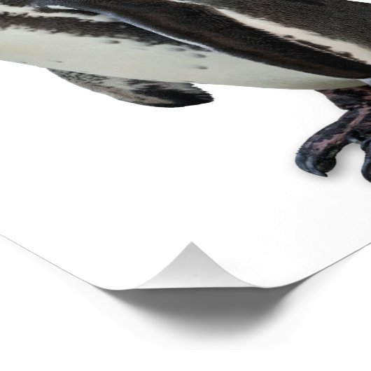 Pinguin Fotodruck (Ecke)