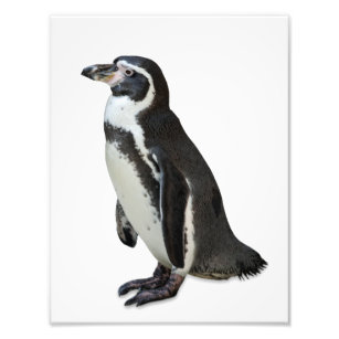 Pinguin Fotodruck