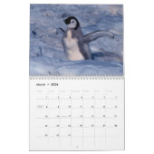 Pinguin-Fotografie-Kalender Kalender (Mär 2026)