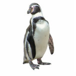 Pinguin Fotoskulptur Magnet<br><div class="desc">Groß für den Kühlschrank oder den Aktenschrank oder was auch immer! Oder möglicherweise eine Schlüsselkette, ordentliches Geschenk!</div>