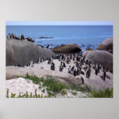 Pinguin Friends Poster (Vorne)