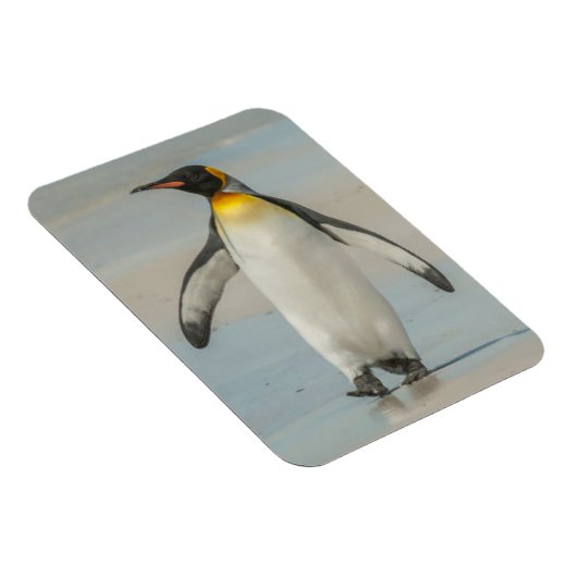 Pinguin geht am Strand Magnet (Rechte Seite)