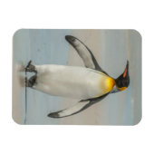Pinguin geht am Strand Magnet (Horizontal)