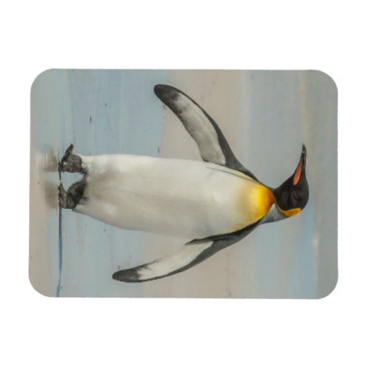 Pinguin geht am Strand Magnet (Horizontal)
