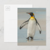 Pinguin geht am Strand Postkarte (Vorne/Hinten)