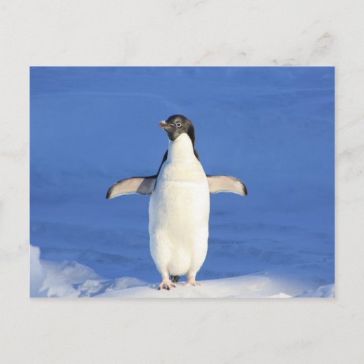 Pinguin-Happy-Dance-Umarmung Postkarte (Vorderseite)