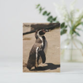 Pinguin in Blairdrummond Postkarte (Stehend Vorderseite)