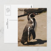 Pinguin in Blairdrummond Postkarte (Vorne/Hinten)