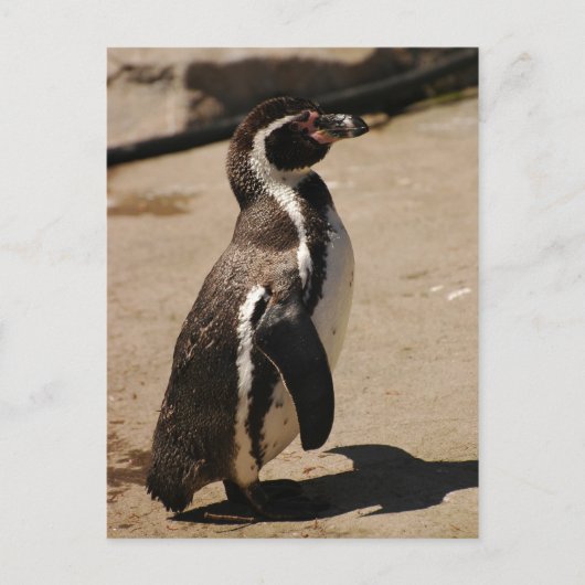 Pinguin in Blairdrummond Postkarte (Vorderseite)