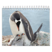 Pinguin Kalender (Titelbild)