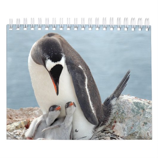 Pinguin Kalender (Titelbild)