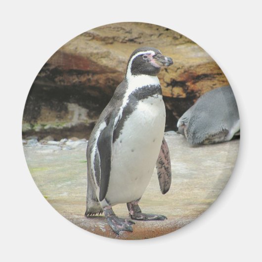 Pinguin Magnet (Vorne)