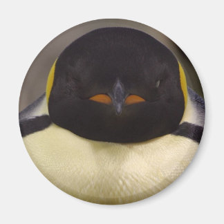 Pinguin Magnet