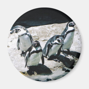 Pinguin-Magnet Magnet