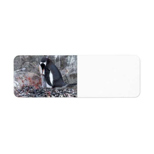 Pinguin mit Küken (Vorne)