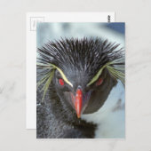 Pinguin mit roten Augen Postkarte (Vorne/Hinten)