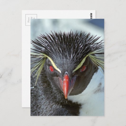 Pinguin mit roten Augen Postkarte (Vorne/Hinten)