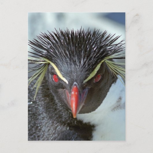 Pinguin mit roten Augen Postkarte (Vorderseite)